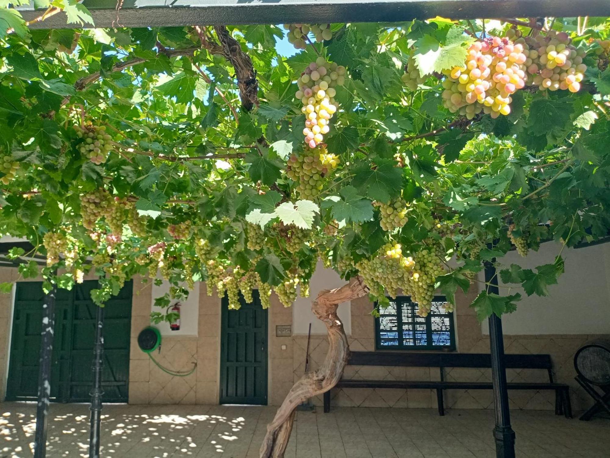 Argamasilla de Alba Casa Rural La Del Alba Seria المظهر الخارجي الصورة